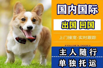 渝中区宠物托运公司渝中区宠物托运公司渝中区宠物托运公司