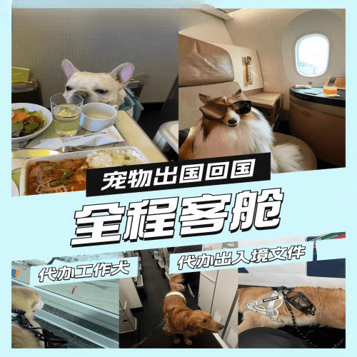 渝中区宠物托运到白俄罗斯宠物入境规定和要求