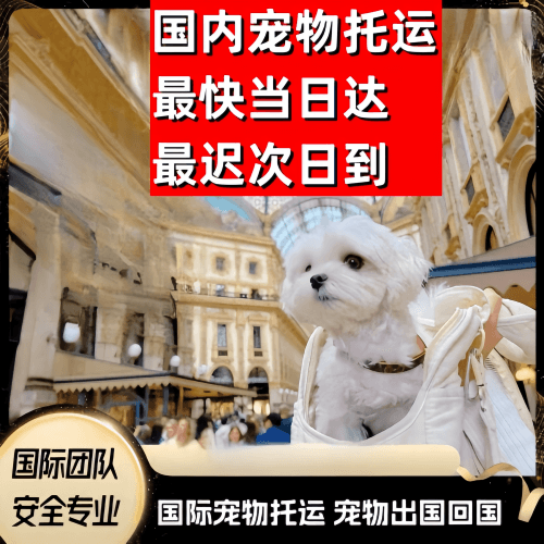 渝中区到澳大利亚（澳洲）宠物入境规定和要求